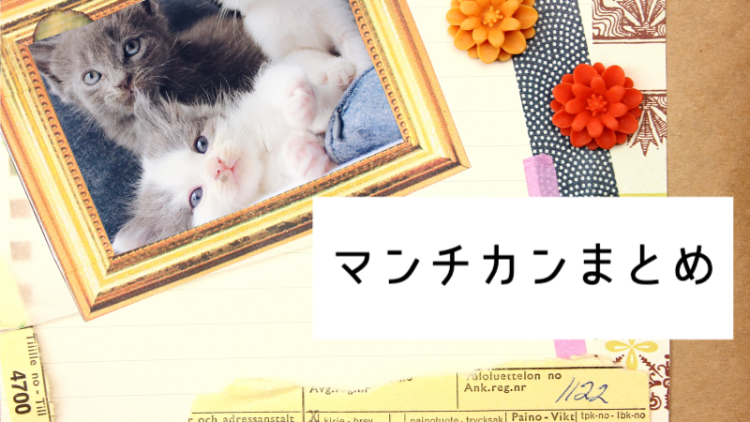 短足がかわいいマンチカン!